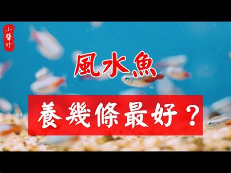 財位可以養鬥魚嗎|養鬥魚招財：7大注意事項